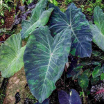 Колоказия MERCURY
