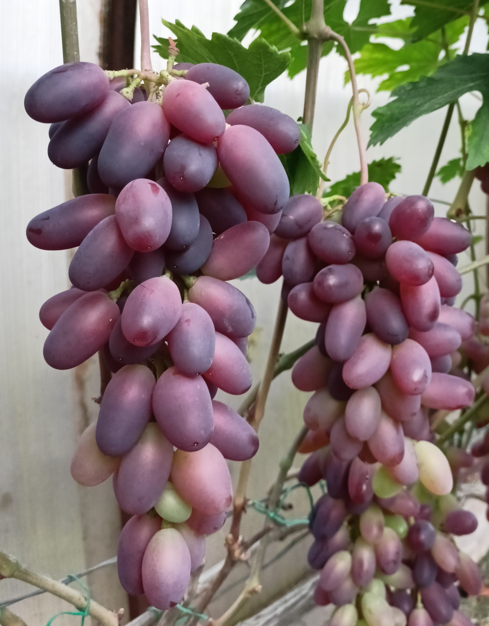 Виноград Аметист Новочеркасский