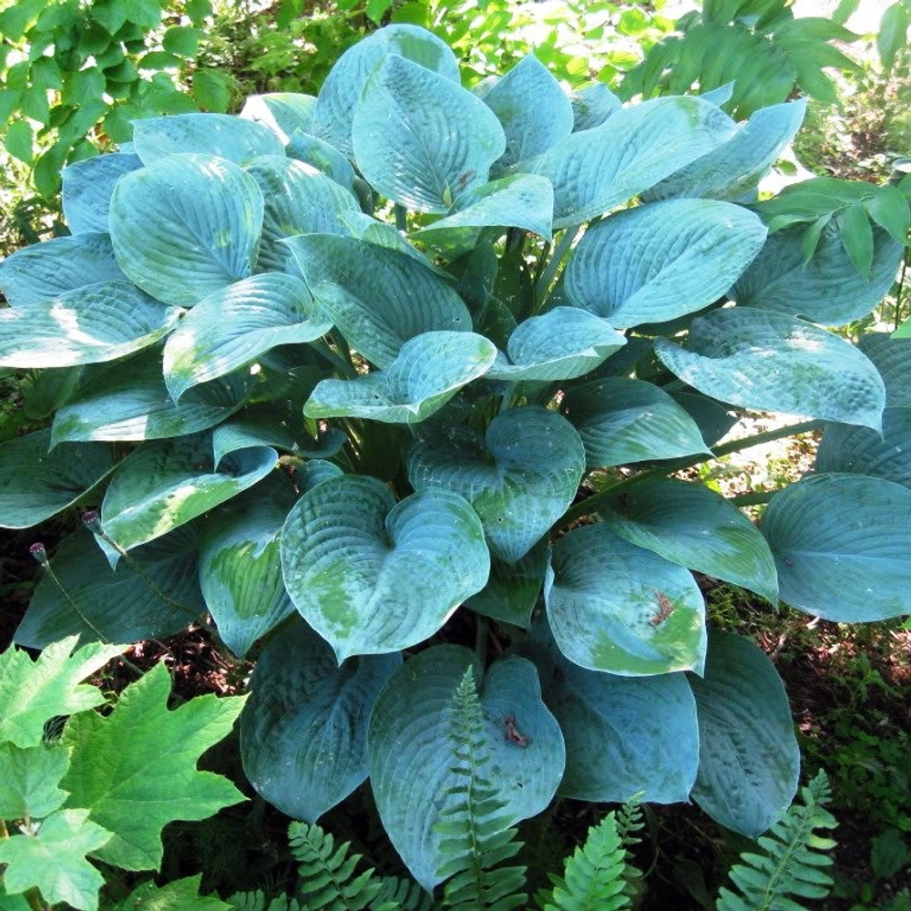 Хоста Блю Гавайи
