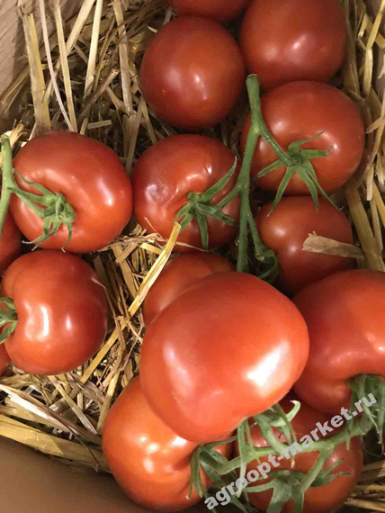 Продезо F1 семена томата индетерминантного – фото 2
