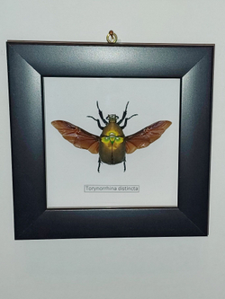 Жук Бронзовка Torynorrhina distincta в рамке