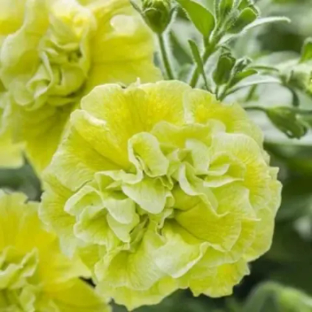 Петуния TUMBELINA Matilda