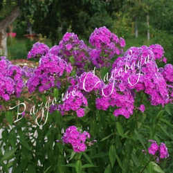 Флокс метельчатый Далила ((Dellilah)