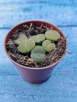 Lithops sp. (Литопсы)