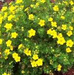 Лапчатка кустарниковая Элизабет С5 30-40