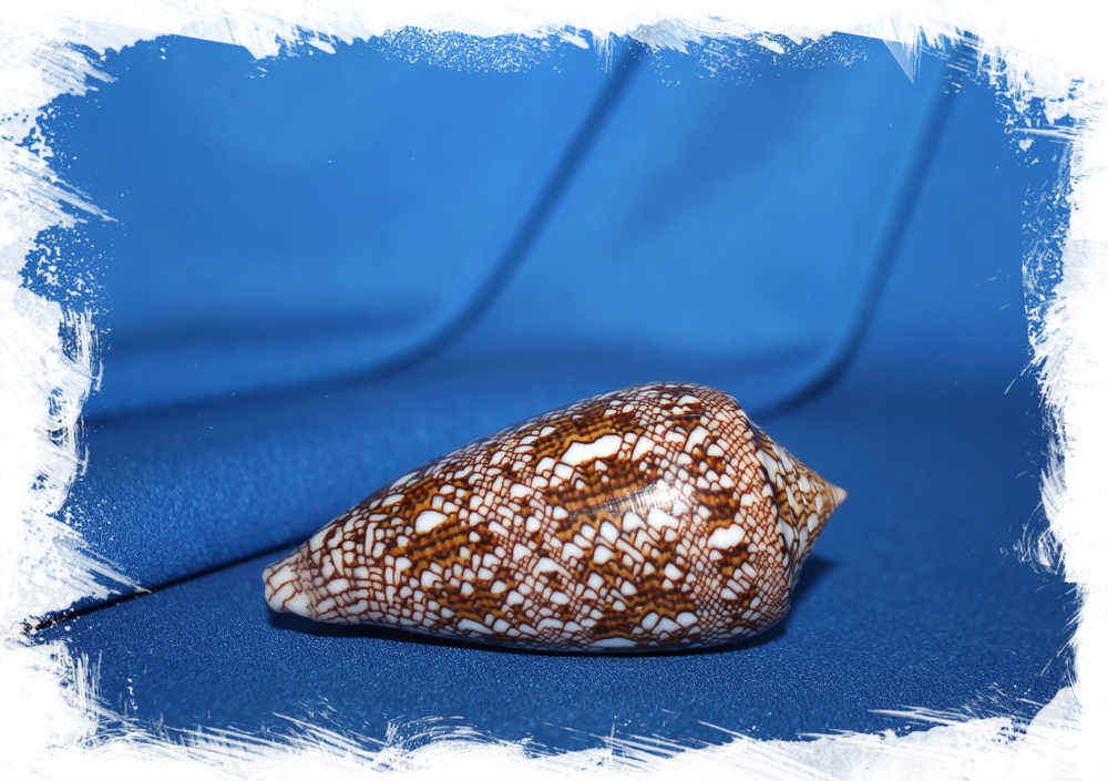 Конус текстиле (Conus textile) коллекц.