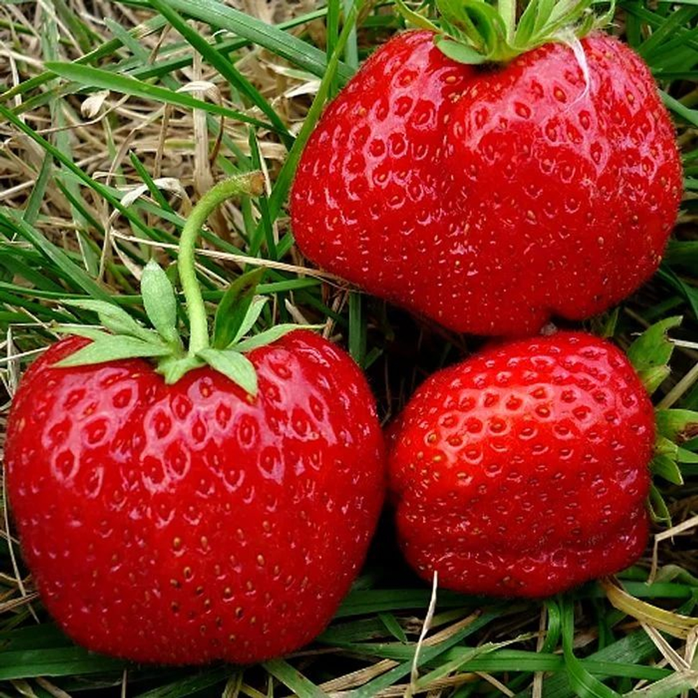 Земляника крупноплодная Юния Смайдс