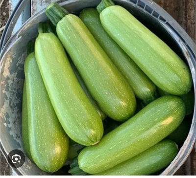 Кабачок Инесса F1 - Inessa F1 1000 семян