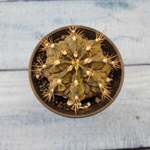 Gymnocalycium T-Rex hybride (Гимнокалициум T-rex)