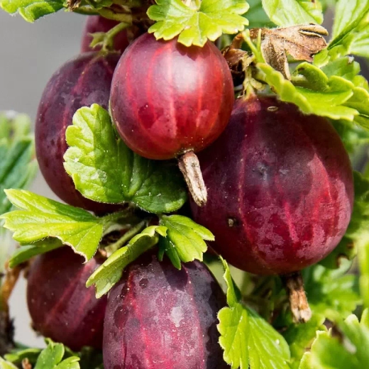 Крыжовник Арлекин С2 Закупка М69 июнь 2026