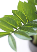 Замиокулькас 65 см