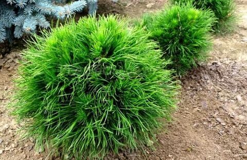 Сосна горная Варелла