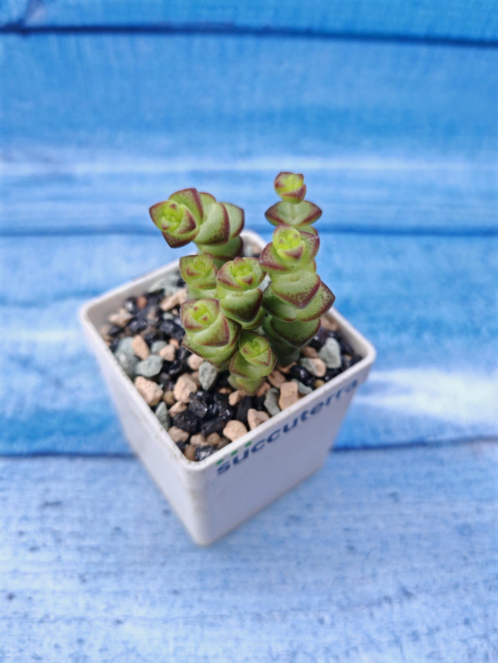 Crassula Marnieriana Hottentot (Крассула)