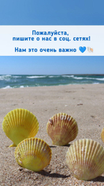 Ракушки Мамилла фиброса