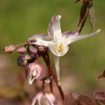 Горянка крупноцветковая "Elfenkoenigin".  Epimedium grandiflorum "Elfenkoenigin".