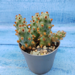 Tephrocactus Molinensis Red Glochids (Тефрокактус)