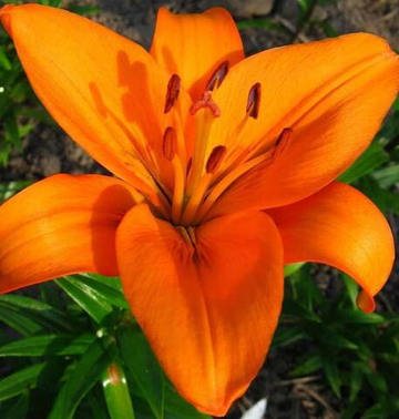 Лилия Эньяк