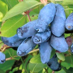 Жимолость Синий Утес