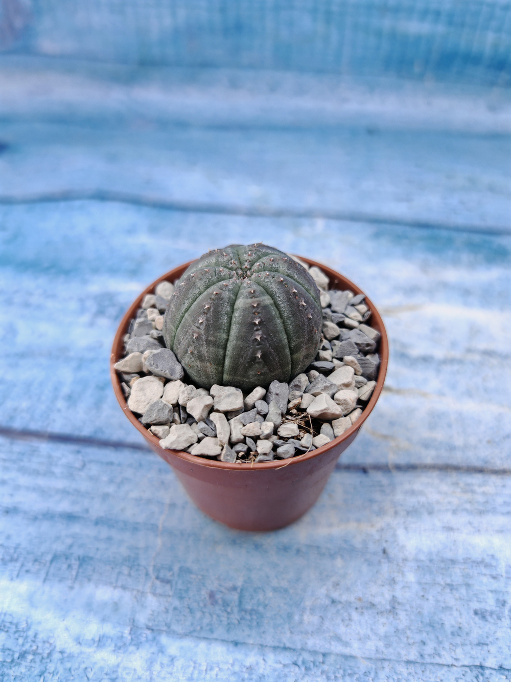Euphorbia Obesa (Эуфорбия)