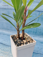 Euphorbia Milii (Эуфорбия)