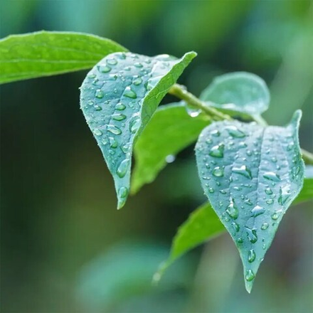 Отдушка CS - Балтийская Роса (Baltic Dew)