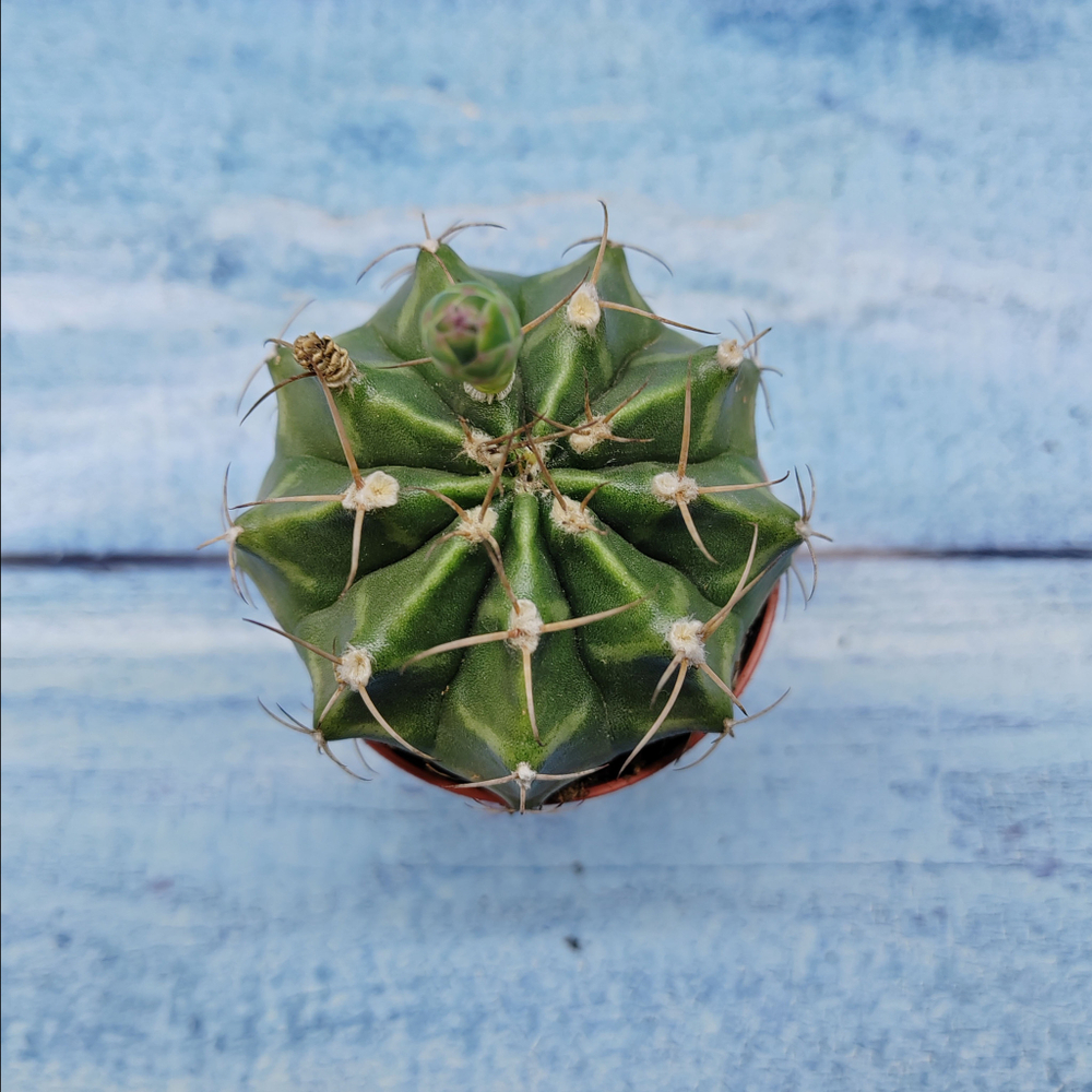 Gymnocalycium Friedrichii (Гимнокалициум)