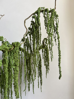 Амарант стабилизированный натуральный зеленый