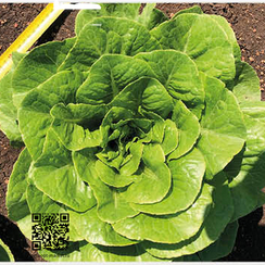 Сидерал семена салата романо (Nunhems / Нюнемс)