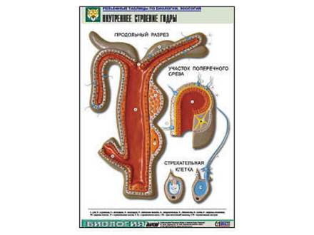 Рельефная таблица &#34;Внутреннее строение гидры&#34;  (формат А1, матовое ламинир.)