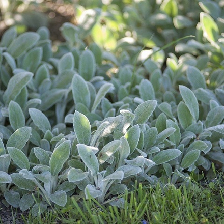 Чистец шерстистый. Stachys byzantina.
