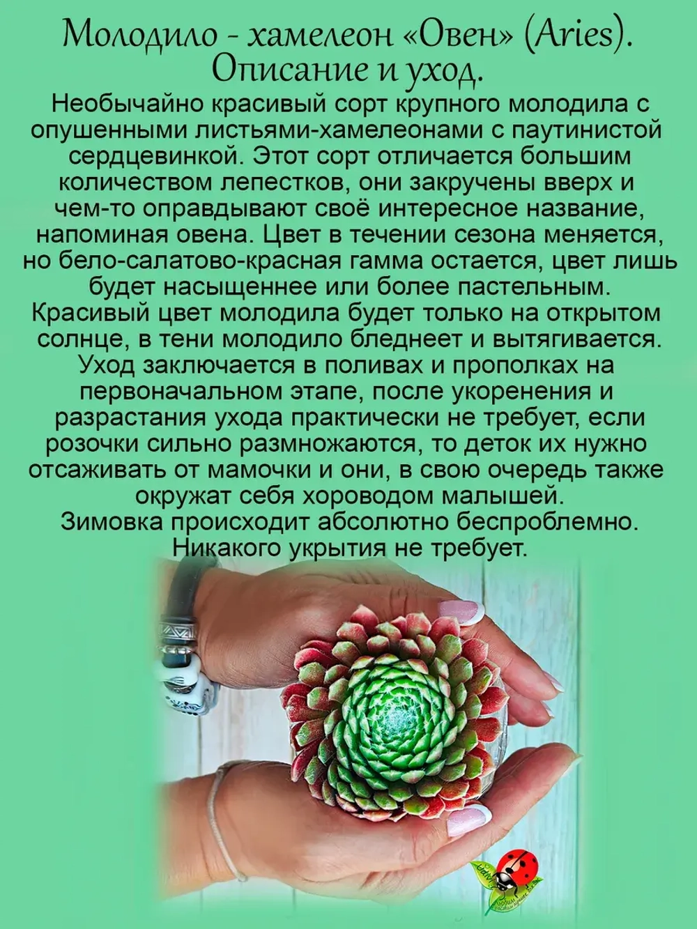 Молодило Овен Ариес многолепестковое