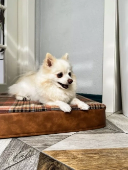 Лежак для собак ортопедический 70*50см