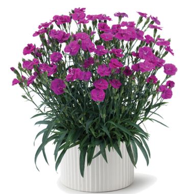 3717 Гвоздика перистая DELILAH PURPLE (ВЕСНА 2025)