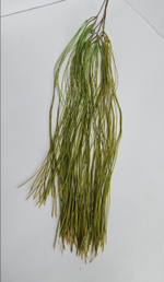 Рипсалис нитевидный / Арт 4421