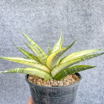 Сансевиерия CHAIYO VAR