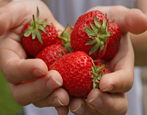 Саженцы земляники Таго