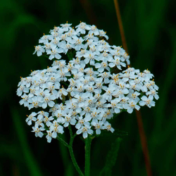 фотография тысячелистника -adonnis.ru