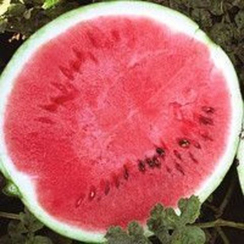 Мастер F1 семена арбуза (Syngenta / Сингента)