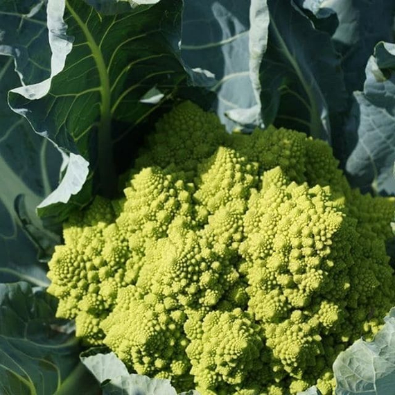 ПУНТОВЕРДЕ F1 семена капусты цветной (Rijk Zwaan | Alexagro) – фото 3