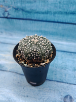 Astrophytum Asterias (Астрофитум)