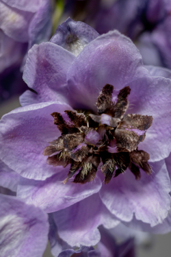 ДЕЛЬФИНИУМ Mix