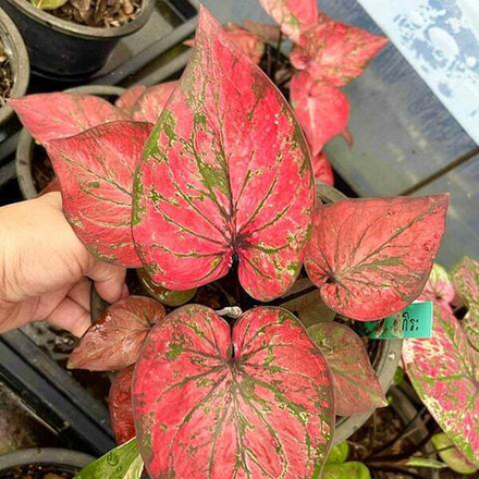 Каладиум AKIRA