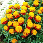 Семена Бархатцы (Тагетес) откл.Тигровые глаза