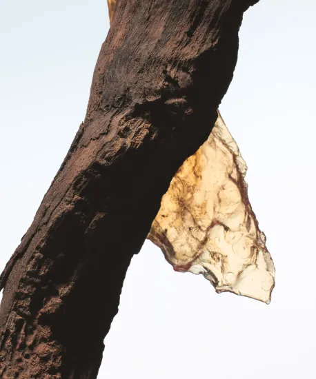 Dries Van Noten Rock The Myrrh Eau de Parfum