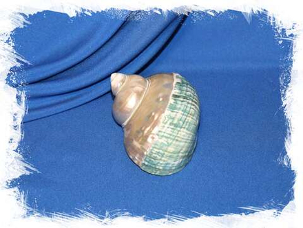 Турбо империалис (Turbo Imperialis) перламутрово-зелёный, 9,5-10,5см, 1шт