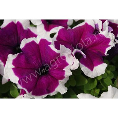 S60143 Петуния кустовая Grandiflora Limbo GP Violet Picotee 100 шт.