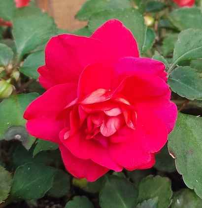 Бальзамины