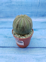 Euphorbia Obesa (Эуфорбия)