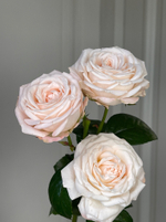 Пионовидная кустовая роза сорт БОМБАСТИК крупный бутон
