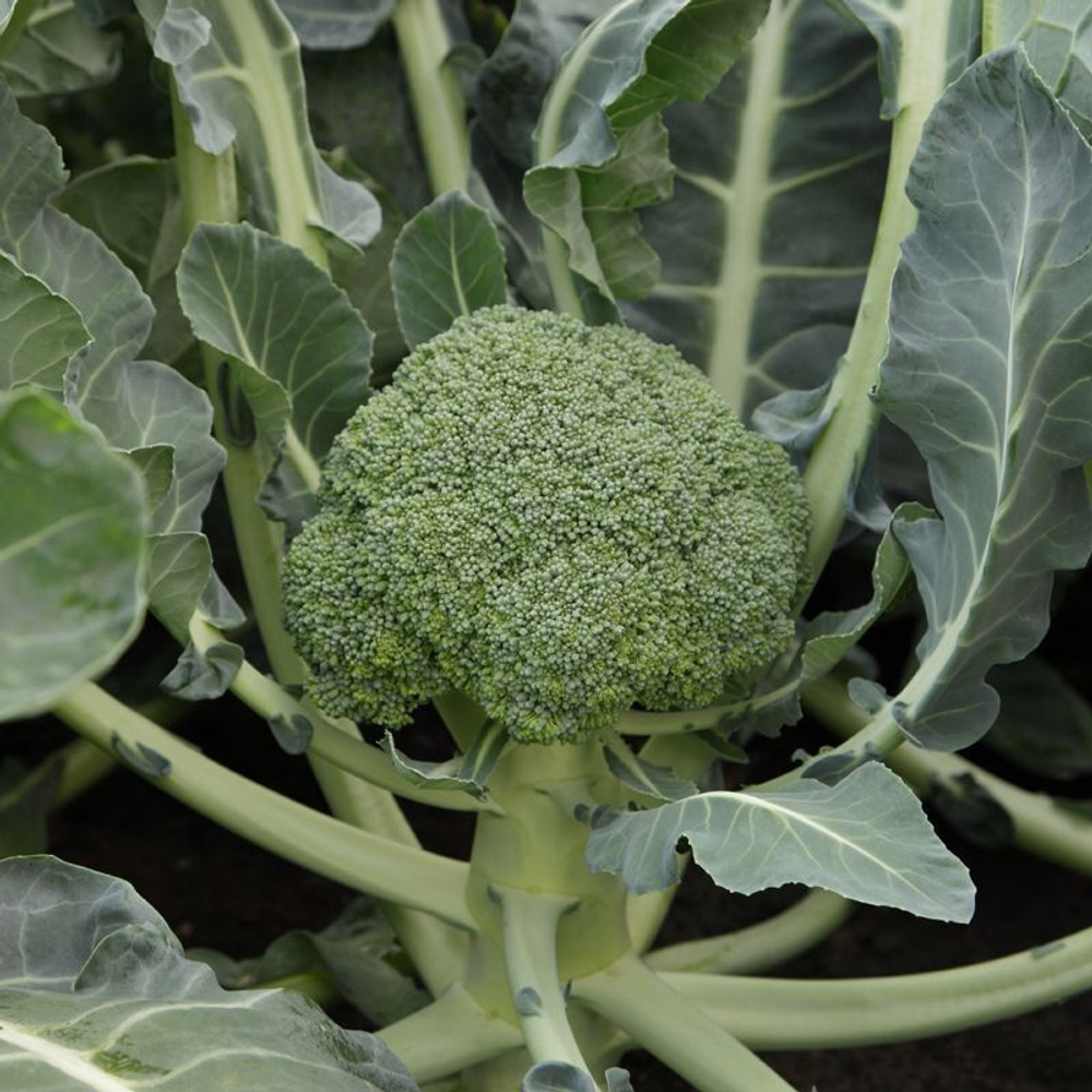 Монрелло F1 семена капусты брокколи (Syngenta / Сингента)